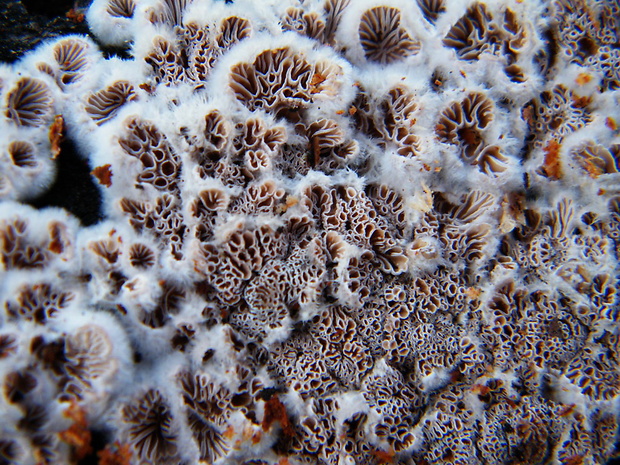 klanolupeňovka obyčajná Schizophyllum commune Fr.