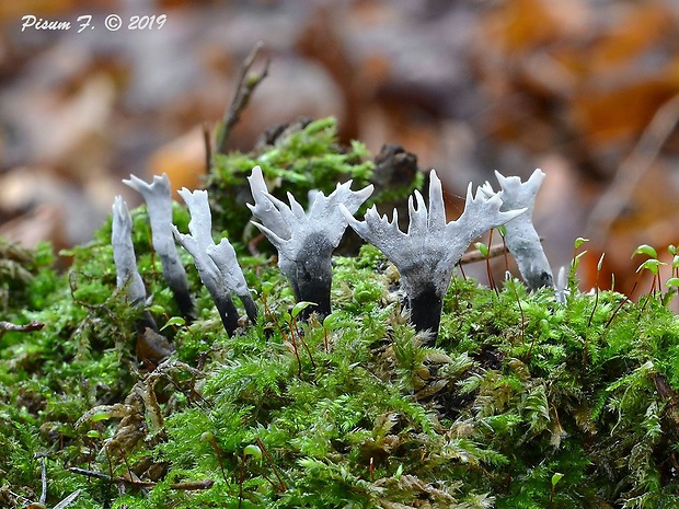 drevnatec parohatý Xylaria hypoxylon (L.) Grev.