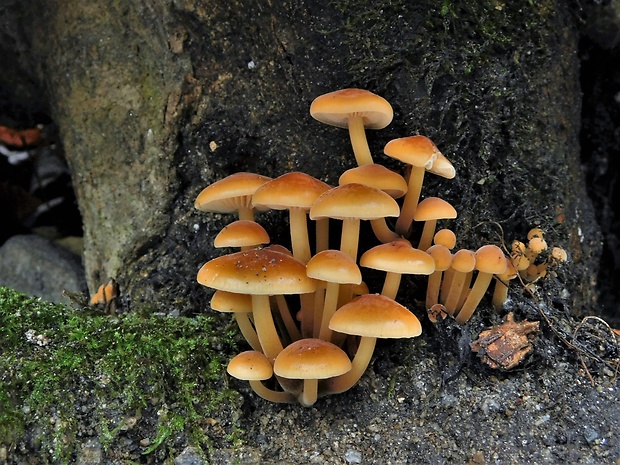 plamienka Flammulina sp.