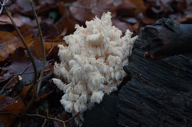 koralovec bukový Hericium coralloides (Scop.) Pers.