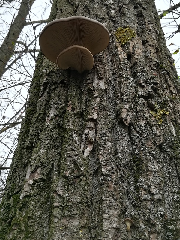 hliva ustricovitá Pleurotus ostreatus (Jacq.) P. Kumm.