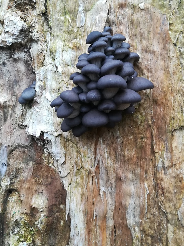 hliva ustricovitá Pleurotus ostreatus (Jacq.) P. Kumm.