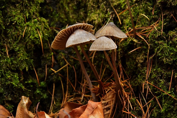 kapucňovec útly Conocybe tenera