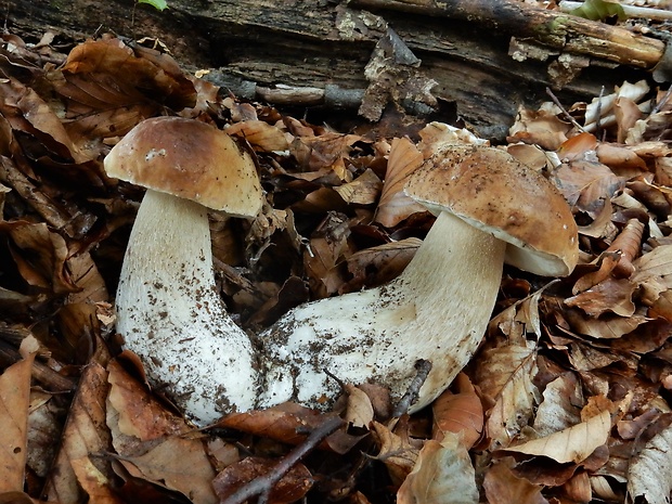 hríb smrekový Boletus edulis Bull.