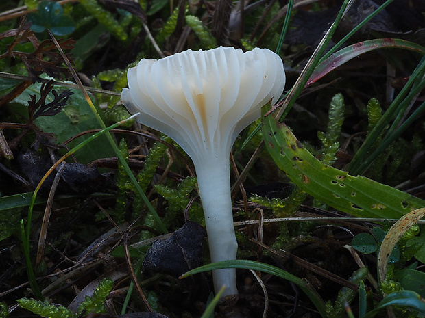 lúčnica snehobiela Cuphophyllus virgineus (Wulfen) Kovalenko