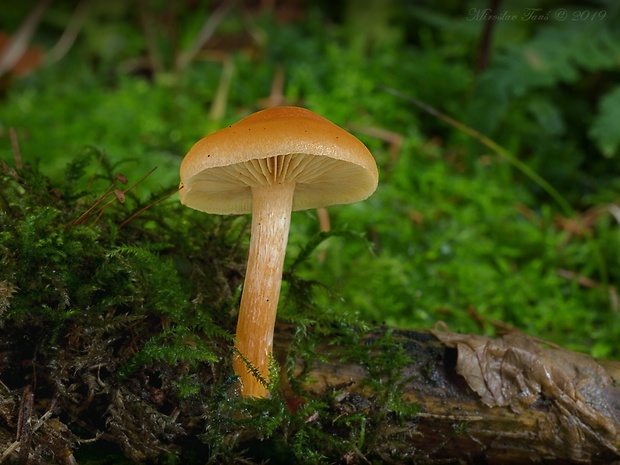 šupinovec nevoňavý Gymnopilus penetrans (Fr.) Murrill