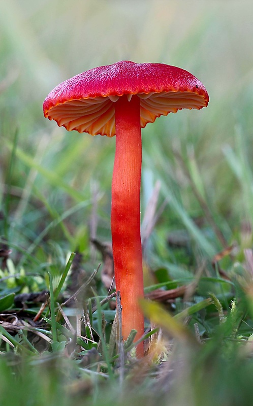 lúčnica šarlátová Hygrocybe coccinea (Schaeff.) P. Kumm.