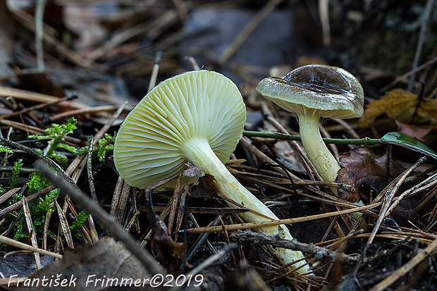 šťavnačka mrazová Hygrophorus hypothejus (Fr.) Fr.