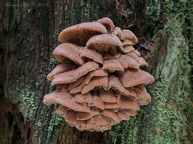 húževnatček bobrí Lentinellus castoreus (Fr.) Kühner & Maire