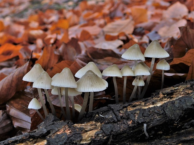 prilbička olivovožltá Mycena arcangeliana Bres.