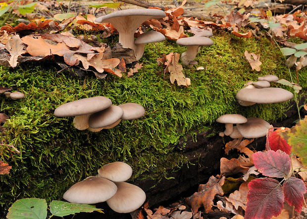 hliva ustricovitá Pleurotus ostreatus (Jacq.) P. Kumm.