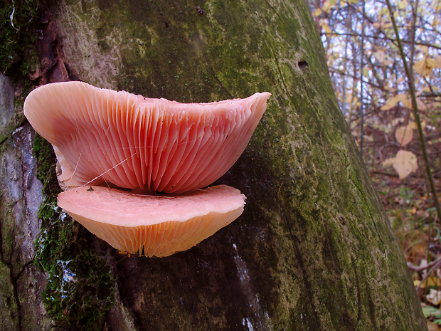 červenáčik obyčajný Rhodotus palmatus (Bull.) Maire