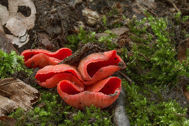 ohnivec Sarcoscypha sp.