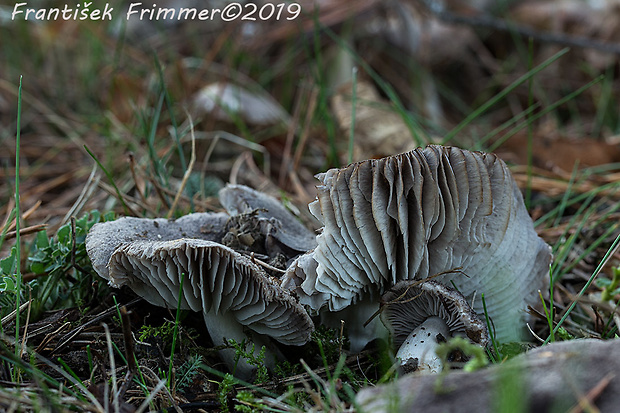 čírovka zemná Tricholoma terreum (Schaeff.) P. Kumm.