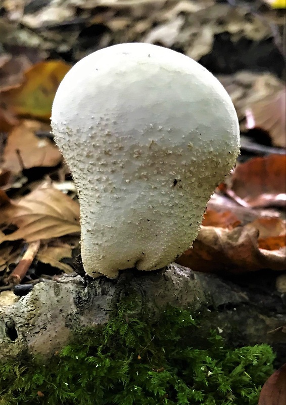 prášnica hruškovitá Lycoperdon pyriforme Schaeff.