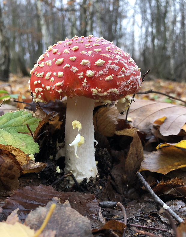 muchotrávka červená Amanita muscaria (L.) Lam.