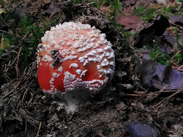 muchotrávka červená Amanita muscaria (L.) Lam.