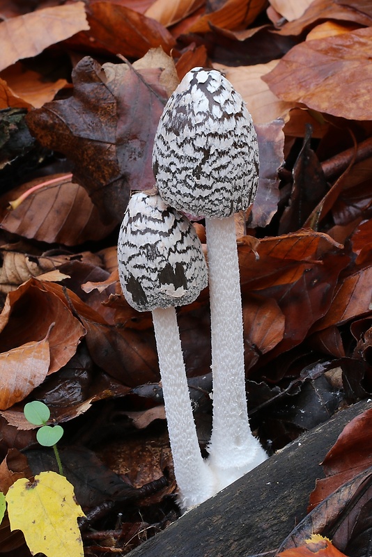 hnojník strakatý Coprinopsis picacea (Bull.) Redhead, Vilgalys & Moncalvo