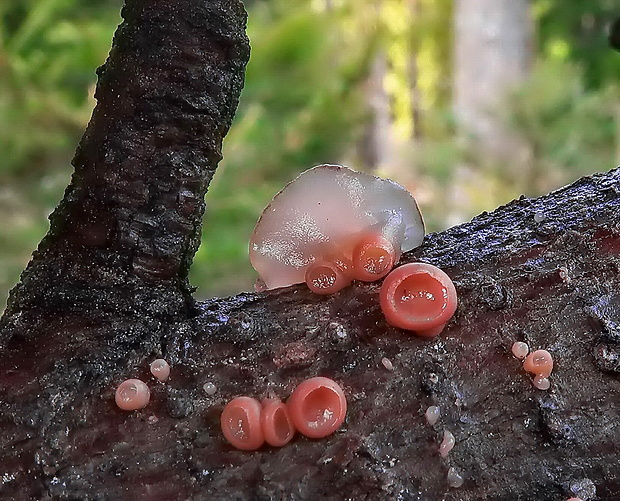 kráterokrčka čerešňová Craterocolla cerasi (Schumach.) Sacc.