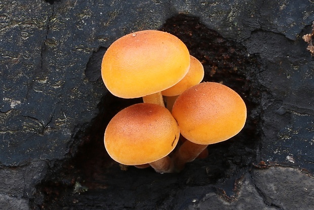 plamienka Flammulina sp.