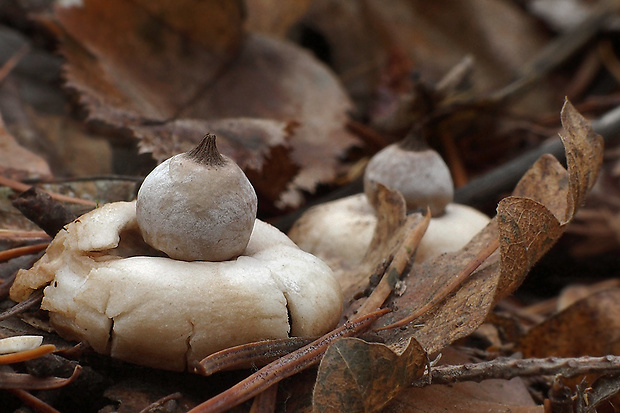 hviezdovka hnedá Geastrum elegans Vittad.