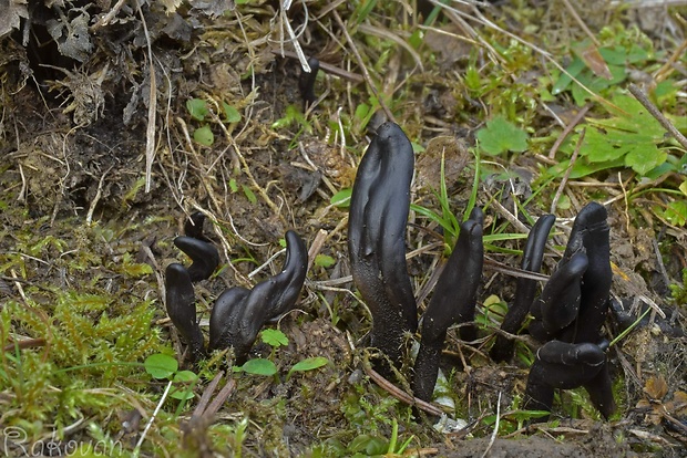 jazýček Geoglossum atropurpureum (Batsch) Pers.