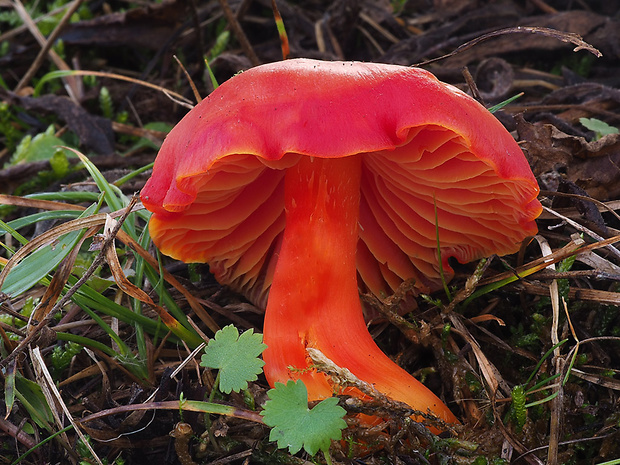 lúčnica šarlátová Hygrocybe coccinea (Schaeff.) P. Kumm.