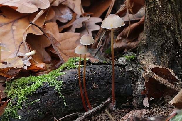 prilbička šafranová Mycena crocata (Schrad.) P. Kumm.