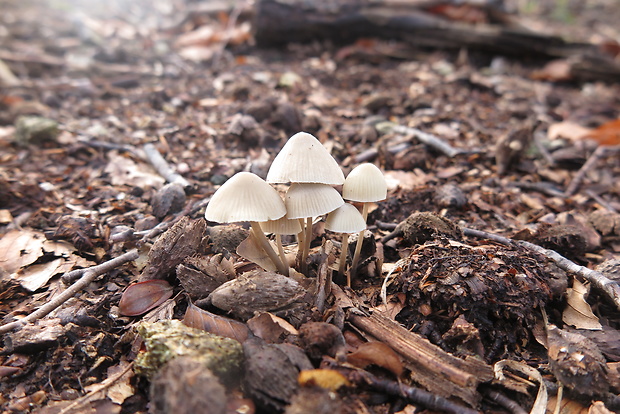 prilbička mliečna Mycena galopus (Pers.) P. Kumm.