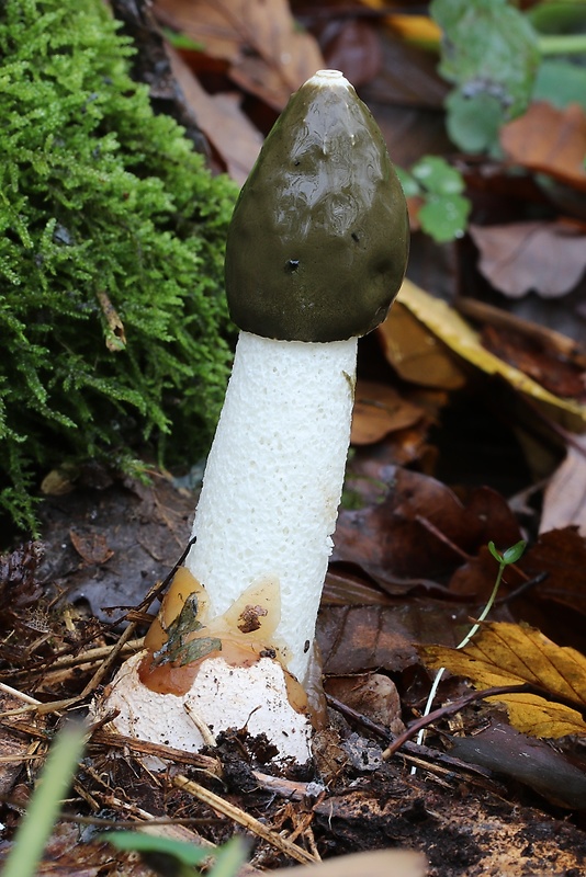 hadovka smradľavá Phallus impudicus L.