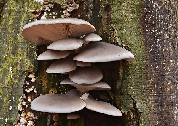 hliva ustricovitá Pleurotus ostreatus (Jacq.) P. Kumm.