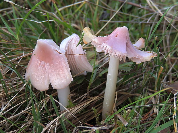 lúčnica ružovočervená Porpolomopsis calyptriformis (Berk.) Bresinsky