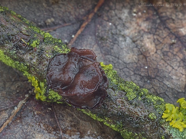 terčovka Rutstroemia tiliacea (Fr.) K. Holm & L. Holm