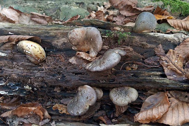 pňovka neskorá Sarcomyxa serotina (Pers.) P. Karst.