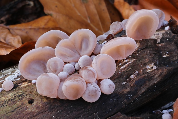 uchovec bazový Auricularia auricula-judae (Bull.) Quél.