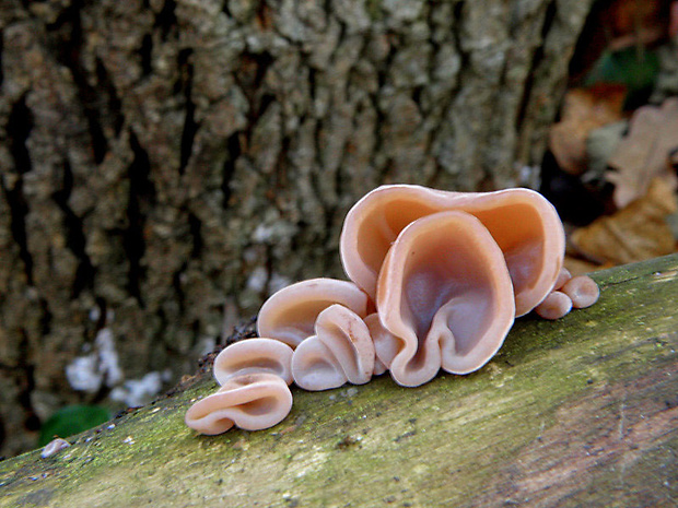 uchovec bazový Auricularia auricula-judae (Bull.) Quél.