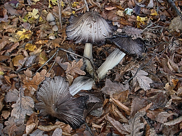 hnojník chlpatý Coprinopsis lagopus (Fr.) Redhead, Vilgalys & Moncalvo