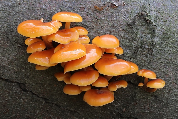 plamienka Flammulina sp.