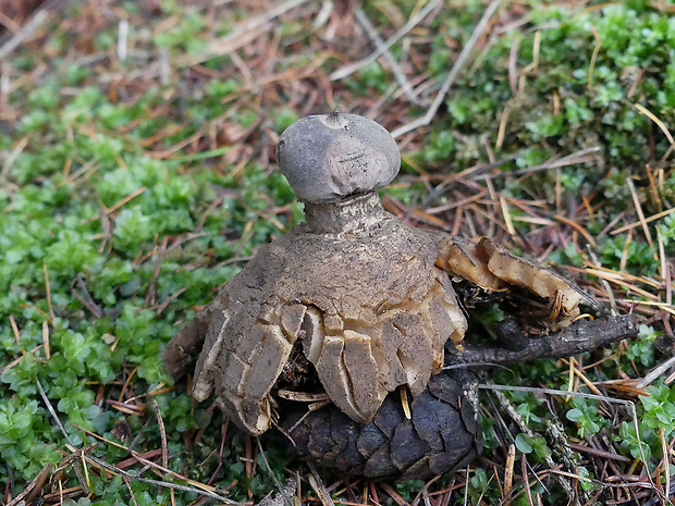 hviezdovka dlhokrčková Geastrum pectinatum Pers.