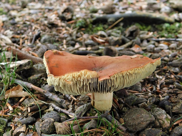 strapcovka tehlovočervená Hypholoma lateritium (Schaeff.) P. Kumm.