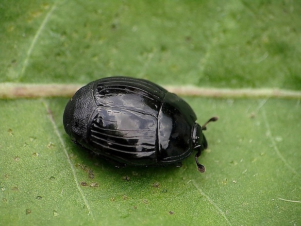 mrcinár Margarinotus sp.