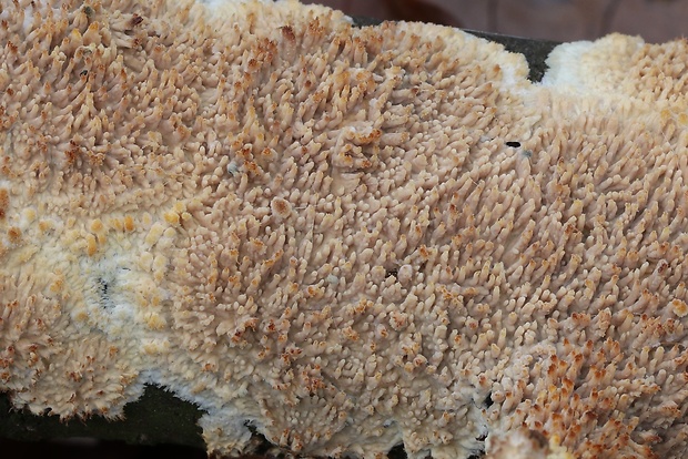 struháčik blanitý Radulomyces molaris (Chaillet ex Fr.) M.P. Christ.