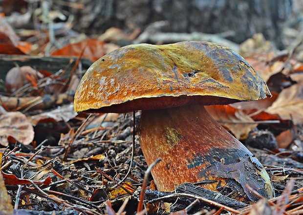 hríb zrnitohlúbikový Sutorius luridiformis (Rostk.) G. Wu & Zhu L. Yang