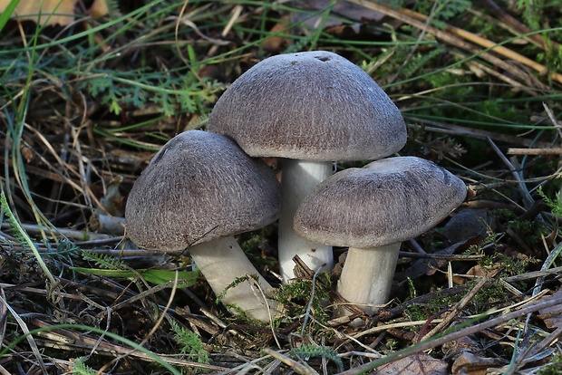 čírovka zemná Tricholoma terreum (Schaeff.) P. Kumm.