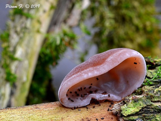 uchovec bazový Auricularia auricula-judae (Bull.) Quél.