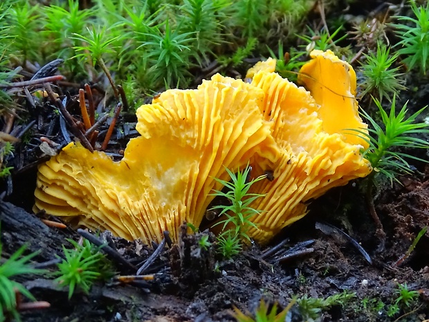 kuriatko Cantharellus sp.