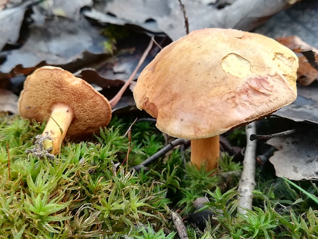 meďovec korenistý Chalciporus piperatus (Bull.) Bataille