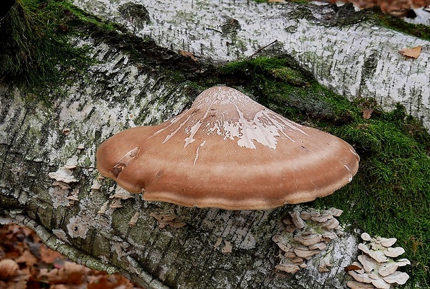 brezovník obyčajný Fomitopsis betulina (Bull.) B.K. Cui, M.L. Han & Y.C. Dai