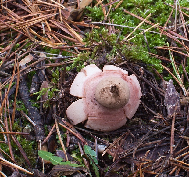 hviezdovka červenkastá Geastrum rufescens Pers.