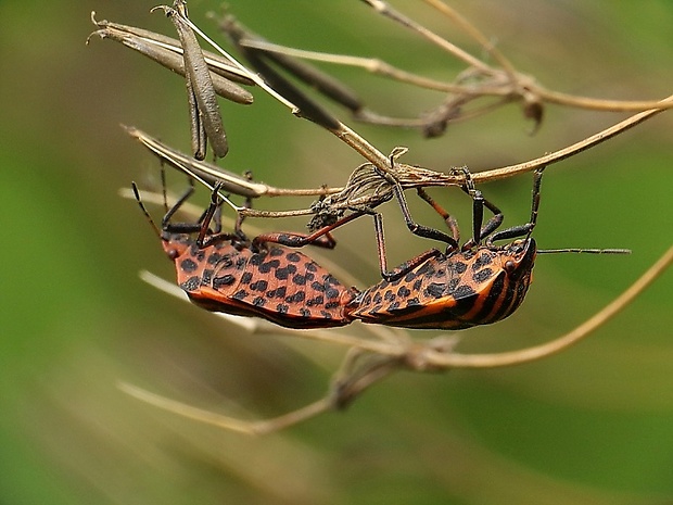 bzdocha pásavá Graphosoma lineatum